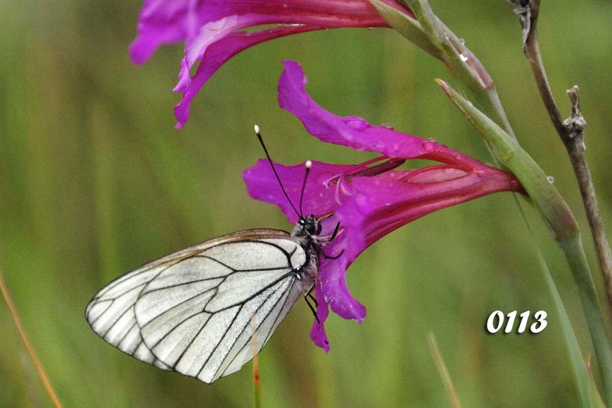 Foto : Studio43-Pedro Antonio - Burgos