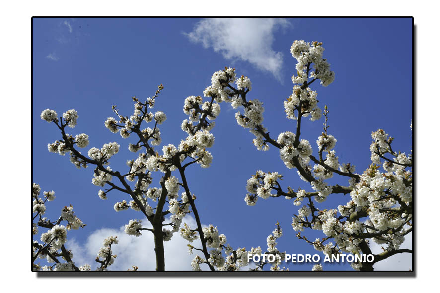 ALMENDROS EN FLOR VALLE DE LAS CADERECHAS