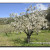 ALMENDROS EN FLOR VALLE DE LAS CADERECHAS