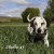 Un Dalmata en el Campo