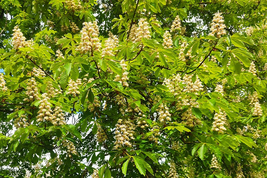 FLORACION DE LOS CASTAÑOS