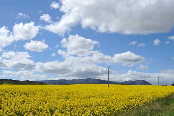 Campos de Soja