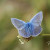 Mariposas sobre los montes obarenes