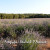 Entre Campos de Lavanda