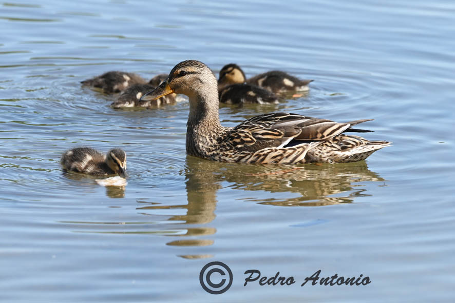 ENTRE OCAS Y ANADES REALES