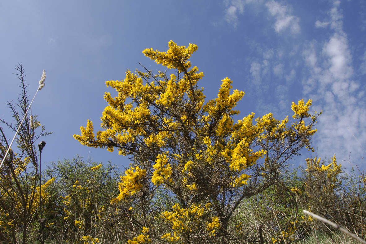 FLORACION DE LAS ILAGAS