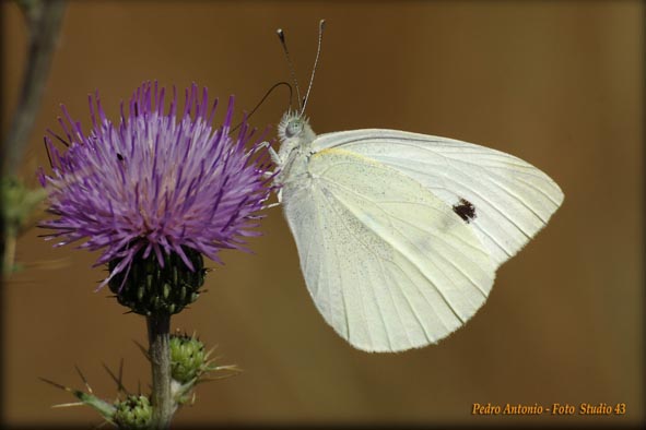 Entre Mariposas