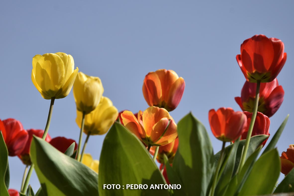 FIESTA DE LAS FLORES    EN BURGOS