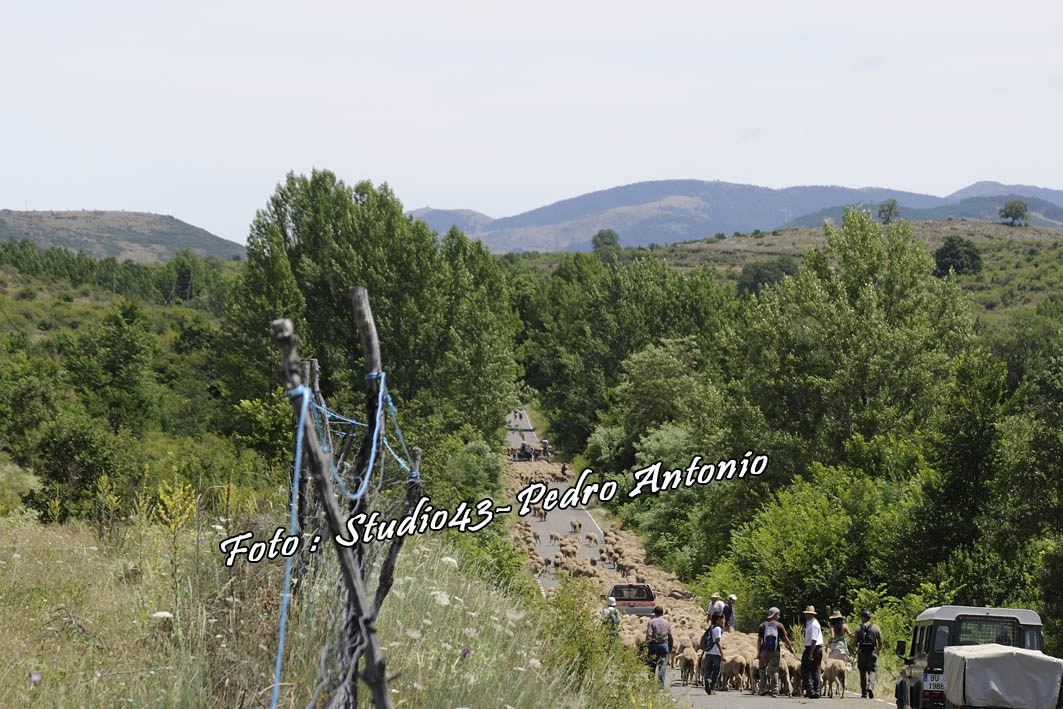 LA TRANSHUMANCIA, LOS ULTIMOS  PASTORES EN EL MUNDO RURAL