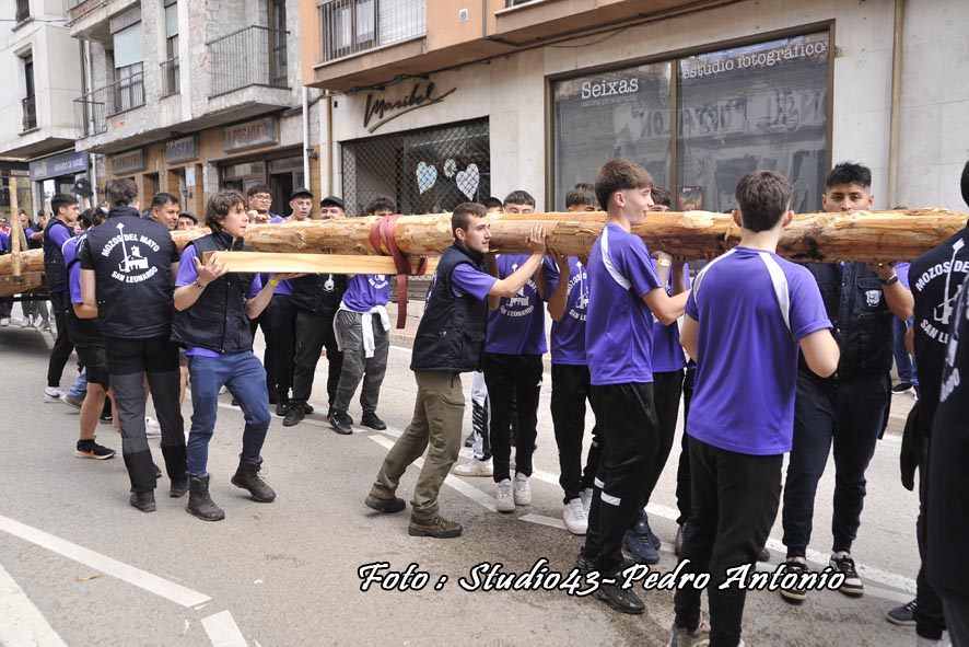 ALZADO  O PINGADO DEL PINO,MIRANDO AL CIELO ,TRADICION  EN MAYO EN SAN LEONARDO DE YAGUE ,SORIA